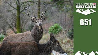 Fieldsports Britain – Scottish rewilding madness