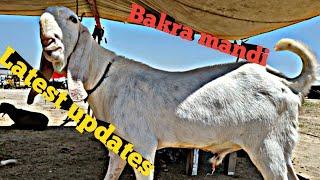 Bakra Mandi today update  Mandi vlogs  maweshi Mandi bakra mandi Pakistan animals market