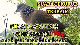 Suara Terkukur Pikat Ranting Terbaik Suara Jernih‼️