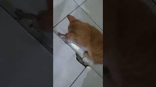 SI OYEN DAPET BURUAN CICAK TP NGGK DI MAKAN-MAKAN...#shorts