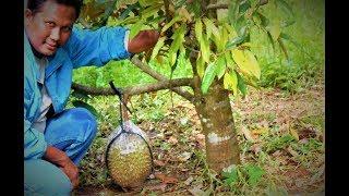 MAKAN DURIAN MONTONG TERSERU   BELAH DUREN TANPA ALAT