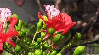 El flamboyán árbol que roba las miradas de las personas