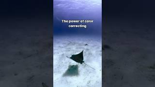 The power of color correcting your videos #underwaterphotography #ocean #photography #travel