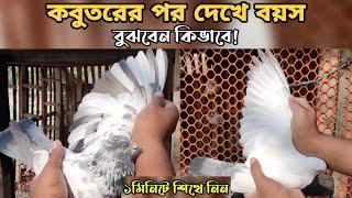 How to know how old the pigeon is Simple rules for counting after pigeons. How to count pigeon feathers