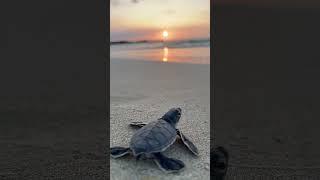 #turtle #cyprus #sea #sunset way to life. #кипр #черепахи #море #закат дорога в жизнь