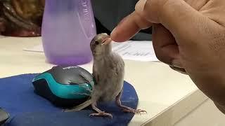 How to Save Baby Sparrow