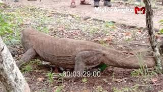 Terlalu Serakah.. Komodo Ini Hampir TUMBANG Karena Menelan Mangsa Yang Salah..