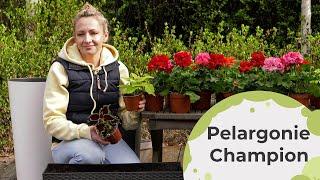 Pelargonie - jak sadzić i pielęgnować pelargonie? Pelargonie Champion