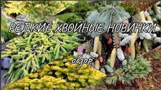 РЕДКИЕ ХВОЙНЫЕ новинкиОбзор 29.10.2024г