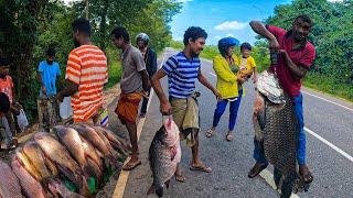 Special Rain Day Beautiful Village Fish Market Excellent Show Skills in Sri Lanka