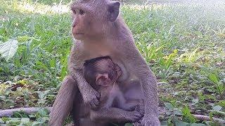 Cute baby monkey suck moms breast