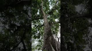 a Giant Fig Tree in Rural Village #figtree #gianttree #tree