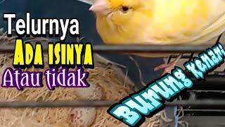 Cara efektif mengetahui telur burung ada isinya atau tidak #telur #telurburung