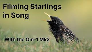 Filming singing Starlings with the OM-1 MK2 and the 150-400mm lens.