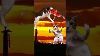 Hilarious Cats In Action You Wont Stop Laughing   #funny #comedy #shorts #music #dance