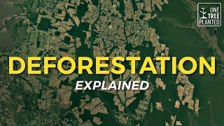 What is Deforestation?  Eco Facts  One Tree Planted