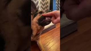 German Shepherd show me you teeth #teefs #dogteeth #dogtrick #teefers #teethchallenge #showmey...