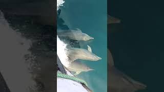 இவ்ளோ பக்கத்துல டால்பின் Dolphin கூட Travel பன்னிருக்கிங்களா.... #dolphin