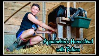 ‍ The Goings on at Appalachias Homestead - Summer 2024