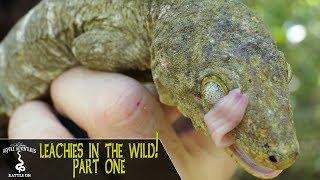 LEACHIANUS GECKOS IN THE WILD PART 1  Rhacodactylus Leachianus  New Caledonia 2018