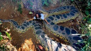 Worlds largest anaconda  Made of clay