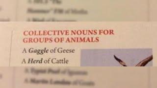 Collective nouns for groups of animals