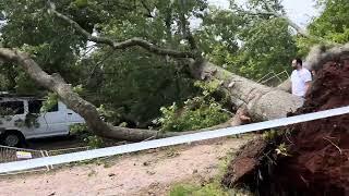 Dandenong Ranges big storm damage