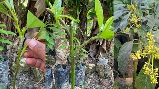 Simple Method of Double Grafting Avocados 100% Grow  how to graft avocado seeds