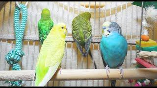 3.5 Hr Help Quiet Parakeets Sing by Playing This Budgies Chirping. Help Depressed lonely sad Birds