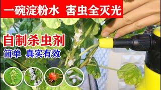 阳台种菜，分享一款有机杀虫剂，自己动手也能DIY！ DIY insecticide杀虫记录，全程分享