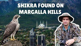 Shikra On Margalla Hills Trail 4 - Discovering Margalla Hills Islamabad