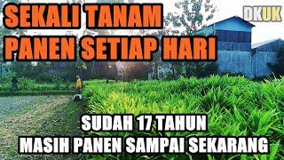 Sekali Tanam Panen Terus Setiap Hari  sudah jalan 17 Tahun