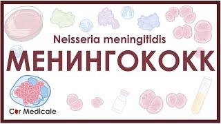 Менингококк Neisseria meningitidis - микробиология диагностика лечение