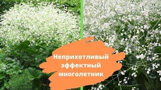 Огромное пышное облако из ажурных соцветий неприхотливый эффектный многолетник. Катран Кордифолия