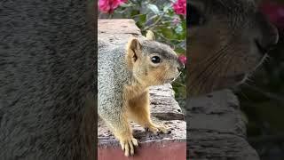 5 Squirrels Run Amok in the Garden #shorts