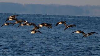 Brant goose flying eating call sounds