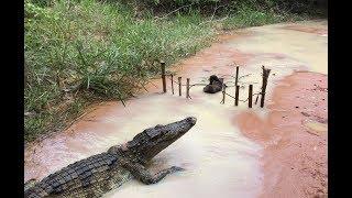 Creative Man Make Best Crocodile Trap Using Cable​​ That Work 100% - Primitive Big Crocodile Traps