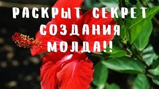 Молд своими руками из доступных материалов.Mold for flowers with your own hands