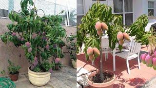 छत पर हुए आम ही आम। grow mango in Pot