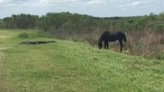 Horse attacks alligator Paynes prairie 41217