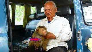 Old man release his pet monkey in the park