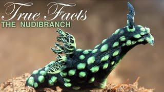 True Facts Freaky Nudibranchs