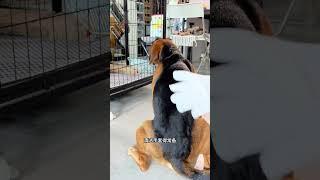 一家之狗的风范#养狗的乐趣#精神小狗#傻狗的日常 #pets #funny #搞笑 #cute #hund #萌宠 #doglove #animals #puppy #love