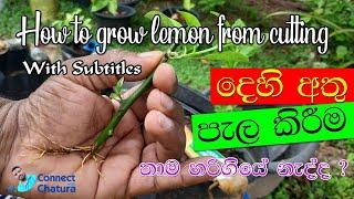 how to grow lemon from cutting අතු පැල කිරීම athu palakirima  delhi athu palakirima