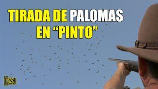 Tirada de palomas en Pinto