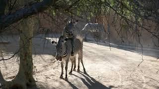 Grevys Zebras Mating LA Zoo Los Angeles California USA December 1 2021