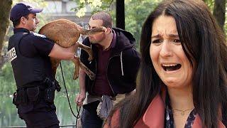 Best Of Dog Pranks  Just For Laughs Gags