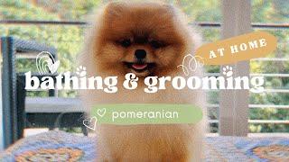 Pomeranian taking a bath  Grooming at home