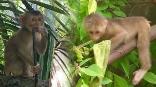 Monkey Lambo left home to find Monkey Teo...