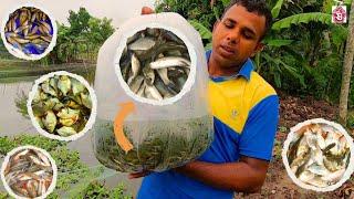 Correct Method for Stocking Small Fishes in a Pond  ছোট চারা মাছ পুকুরে ছাড়ার সঠিক পদ্ধতি